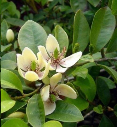 网红含笑,从网络红人到时尚偶像的蜕变之路